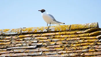 Gull on roof.jpg